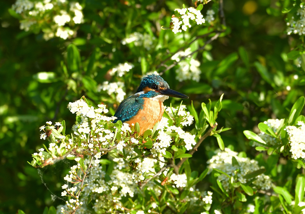 ピラカンサスの花に抱かれて