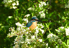 ピラカンサスの花に抱かれて