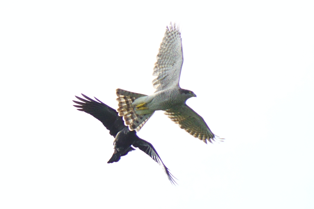 オオタカ、カラスに絡まれる