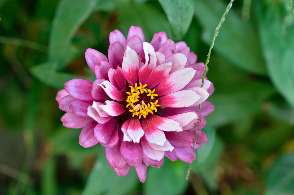 本日の散歩道　駐車場の花2