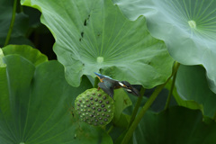 飛込み