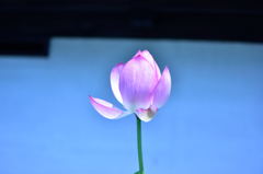 建長寺の蓮