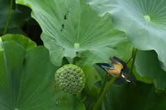飛込み