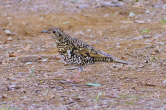 トラツグミ