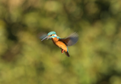 本日のホバ1 本日のホバ1