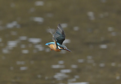 今朝のホバ11 今朝のホバ11