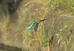 水浴びから2