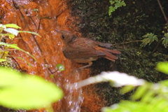 滝で水浴びするコマドリ幼鳥2