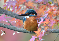 紅葉とカワセミ6