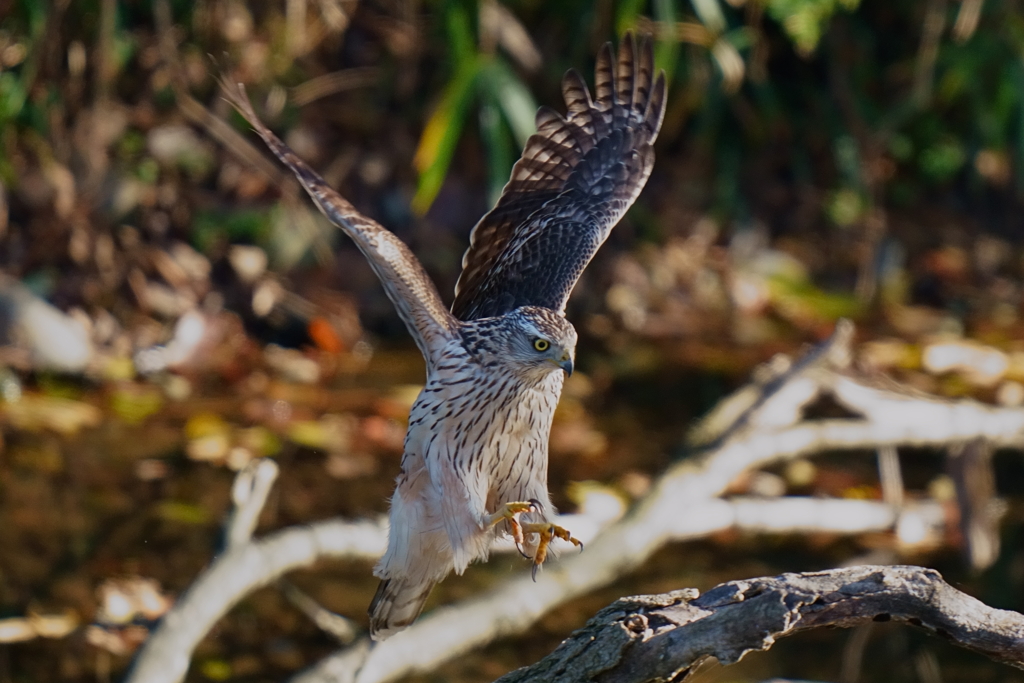 オオタカの幼鳥2