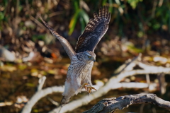 オオタカの幼鳥2 オオタカの幼鳥2