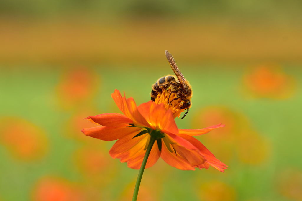 浜離宮のコスモスと蜂さんたち4