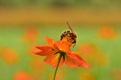 浜離宮のコスモスと蜂さんたち4