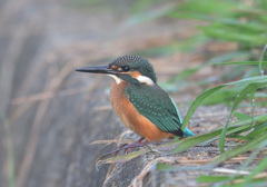 石垣に乗る2_190906_060417