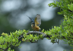 お立ち台の幼鳥
