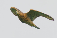 オオタカ幼鳥3