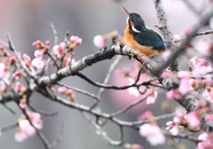 一応桜カワセミですが・・・