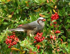 ピラの実を食うヒヨドリ1