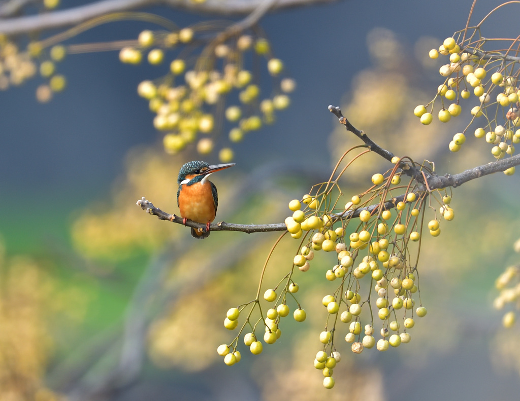 栴檀の枝止まり1