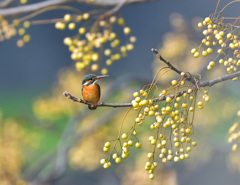 栴檀の枝止まり1 栴檀の枝止まり1
