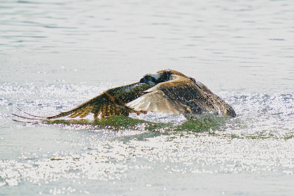 ミサゴの狩り1