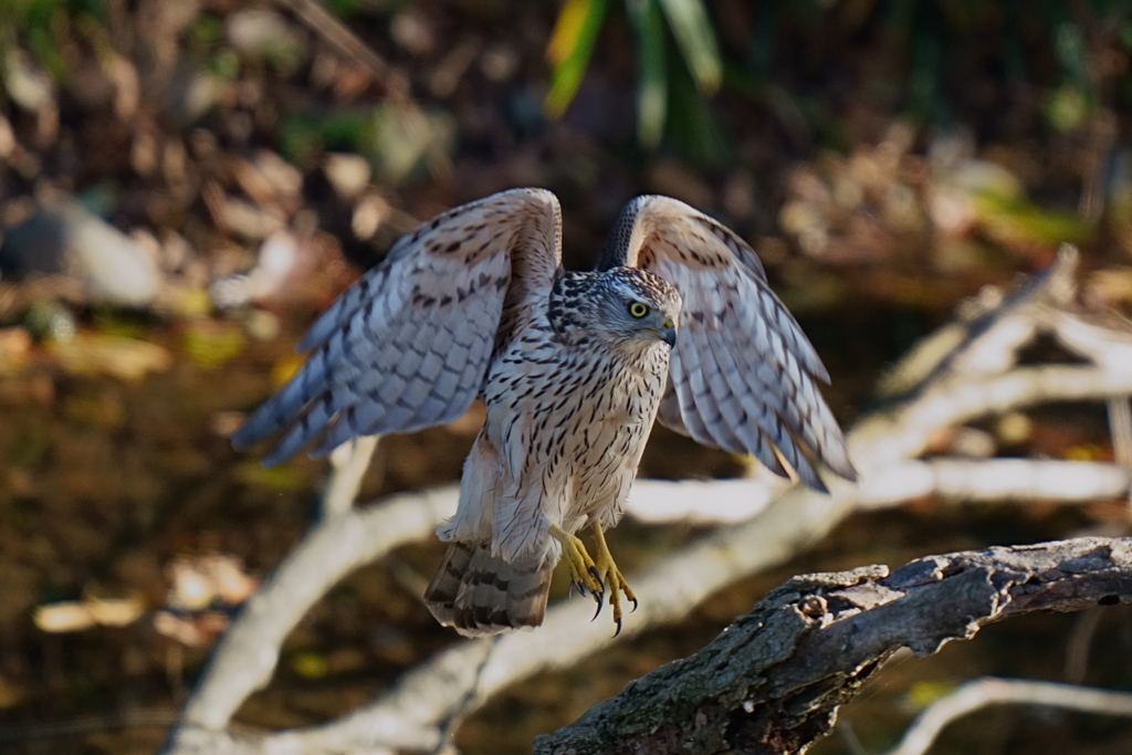 オオタカの幼鳥1