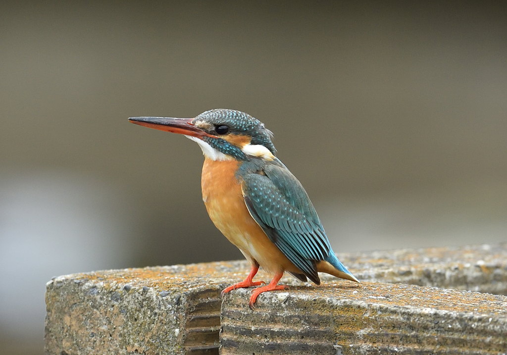 頭の毛、立ってますよ1
