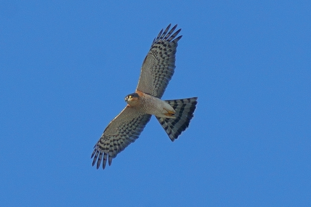 ハイタカオス成鳥