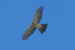 ハイタカオス成鳥