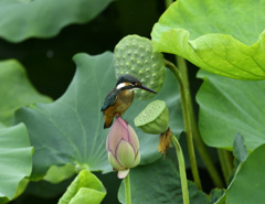 ハス池のカワセミ