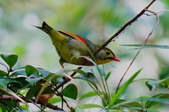 今日も相思鳥