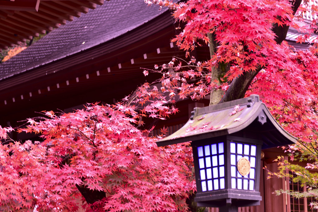 高幡不動の紅葉