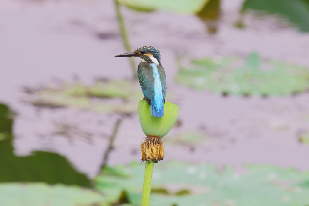 ハスカワ4