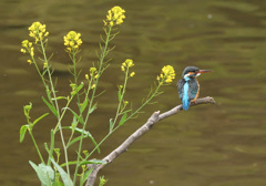菜の花とカワセミ