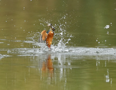 飛び出し1 飛び出し1