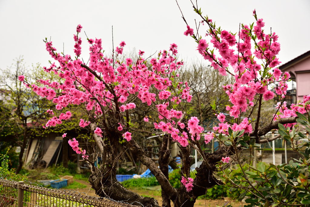 畑の桜