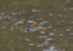 今朝のホバ13 今朝のホバ13