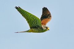 チョウゲンボウ（オス）の飛翔2