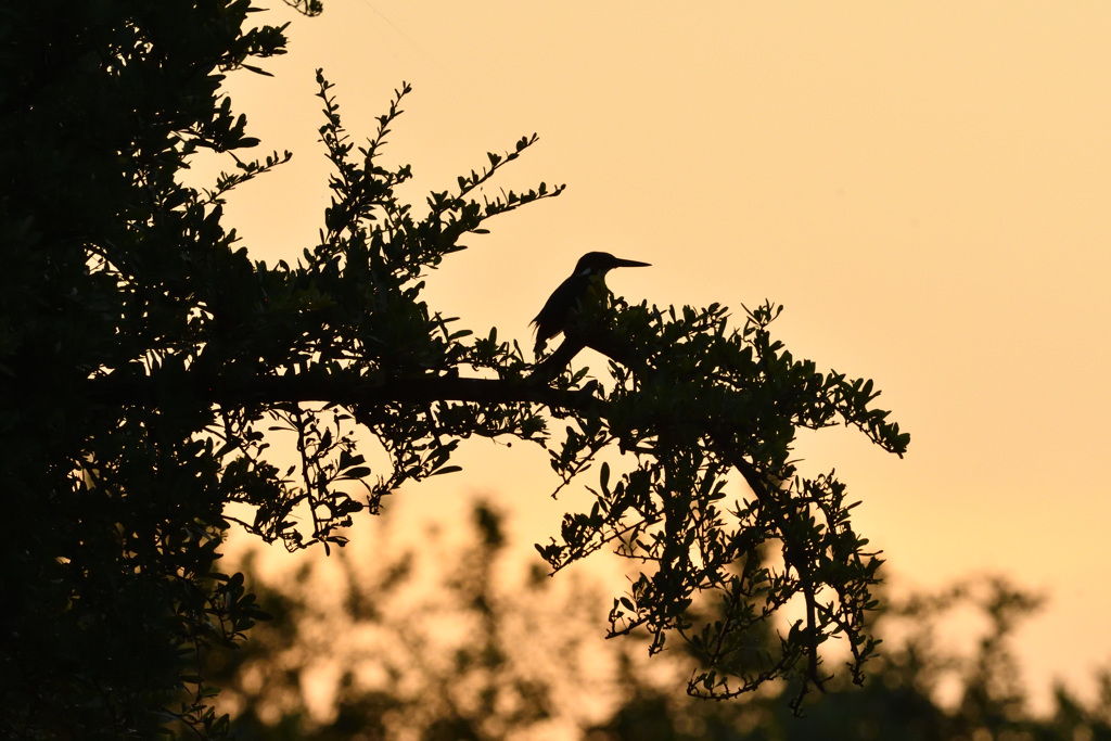 日の出カワセミ1