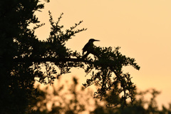 日の出カワセミ1