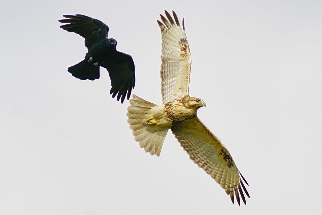 カラスに絡まれる