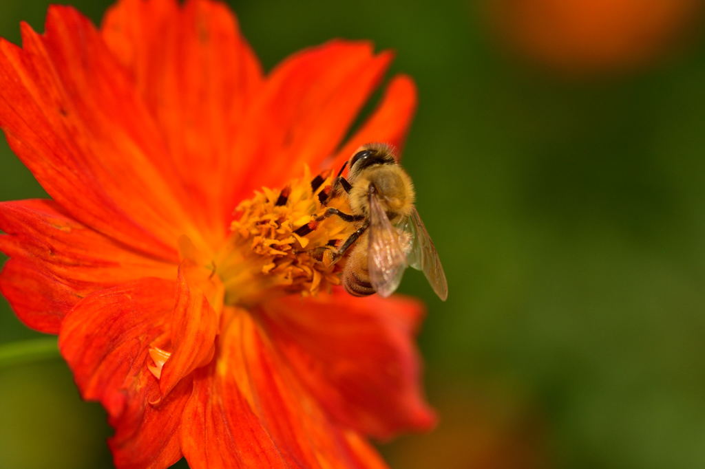 浜離宮のコスモスと蜂さんたち2