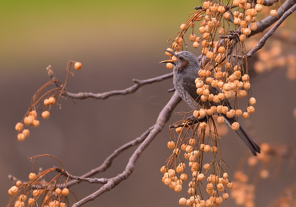 栴檀とヒヨドリ1