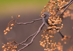 栴檀とヒヨドリ1 栴檀とヒヨドリ1