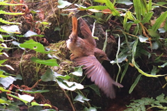 滝で水浴びするコマドリ幼鳥1