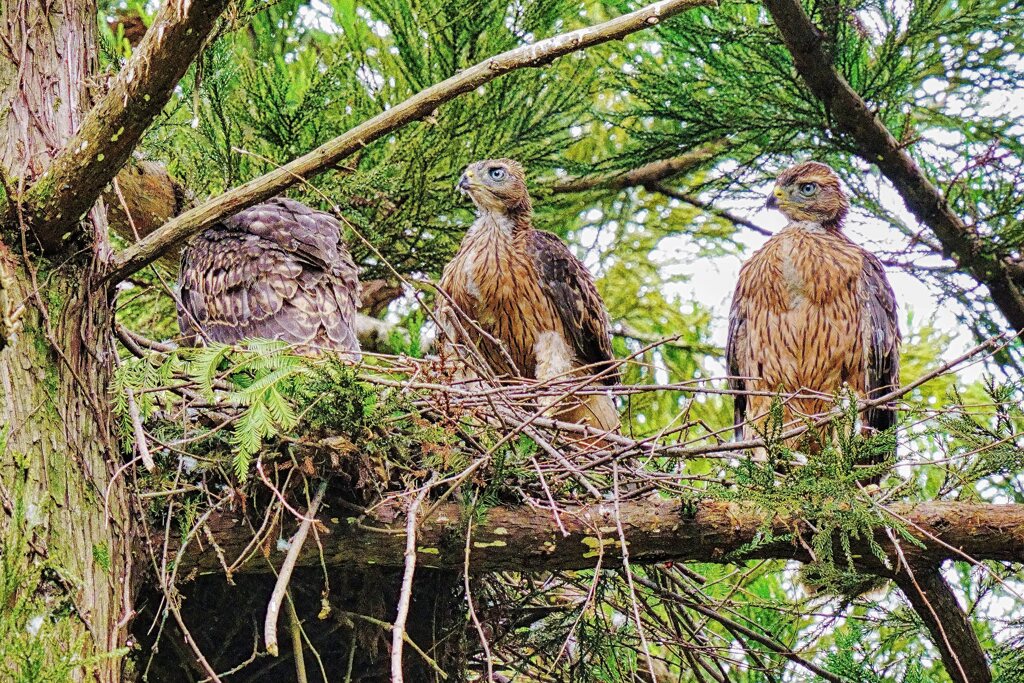 オオタカの幼鳥たち5