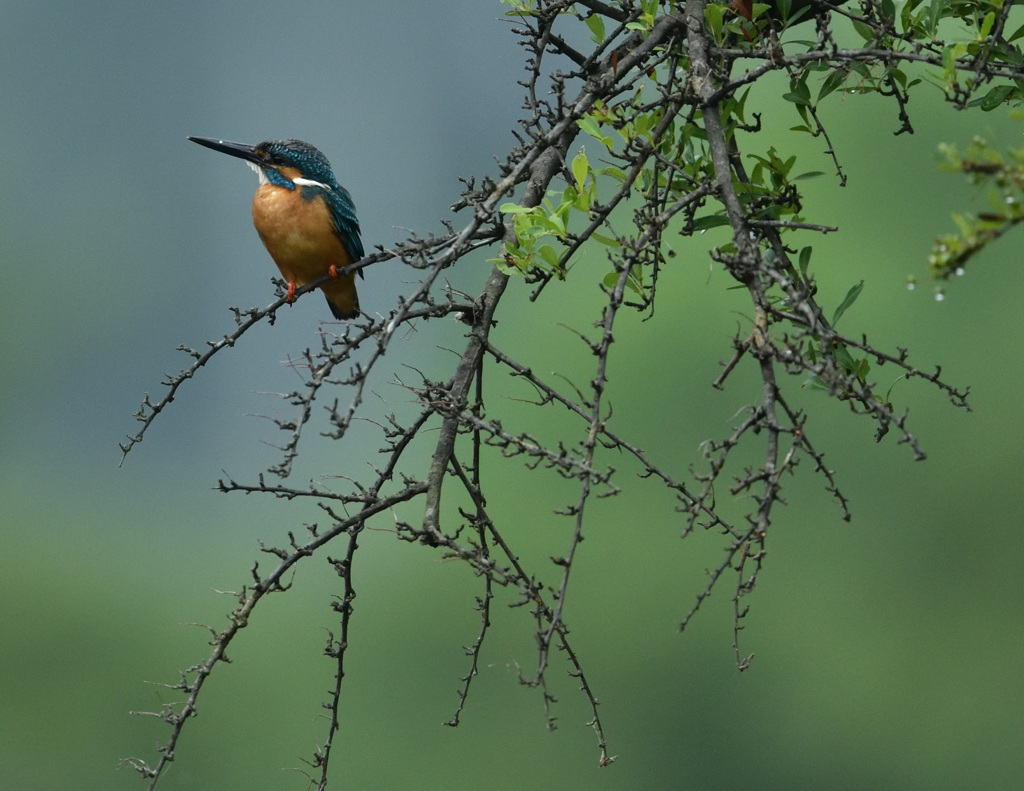 8：16モモバック3