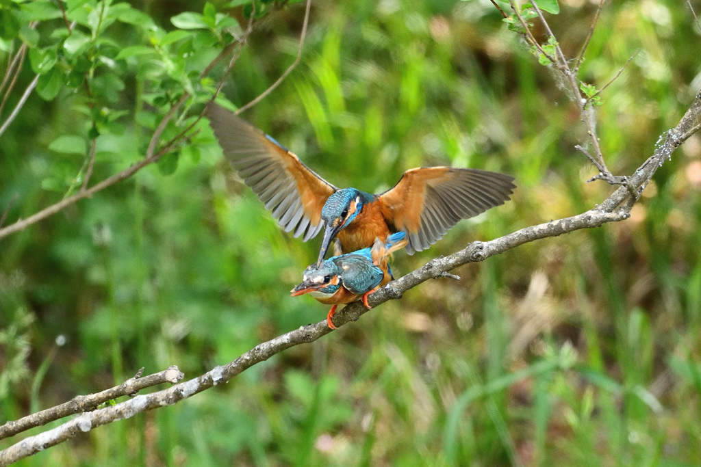 命をつなぐ営み5