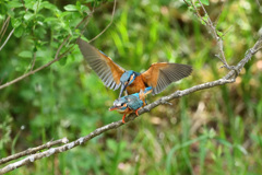 命をつなぐ営み5