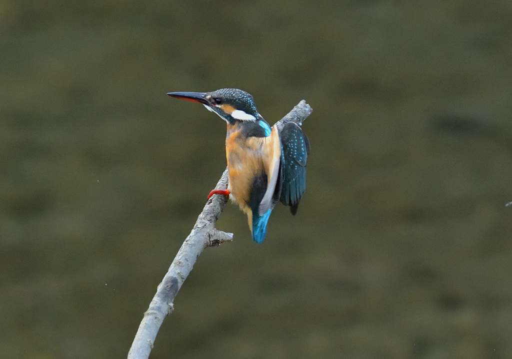 おっとっと！_01